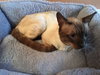 Simon the Chocolate Point Siamese Mix