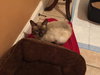 Simon the Chocolate Point Siamese Mix