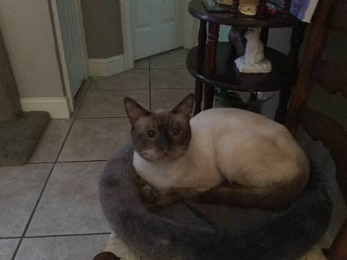 Simon the Chocolate Point Siamese Mix