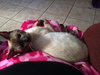 Simon the Chocolate Point Siamese Mix