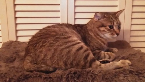 Bobbi the Bobtail Manx
