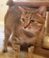 Bobbi the Bobtail Manx