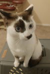 JJ the Siamese Mix