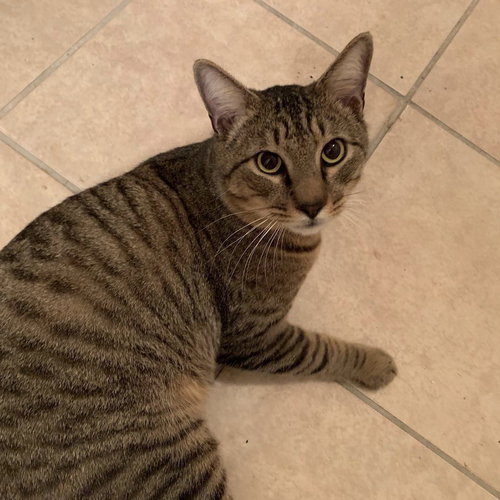 McLovin the Loving Sweetheart