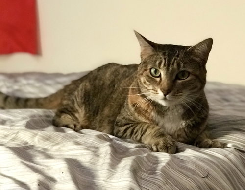 Missy the Sweetheart