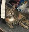 Missy the Sweetheart