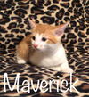 Maverick the Sweetie Pie