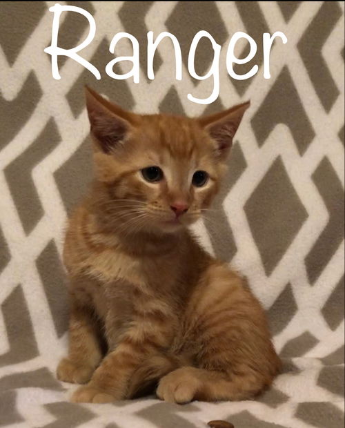 Ranger