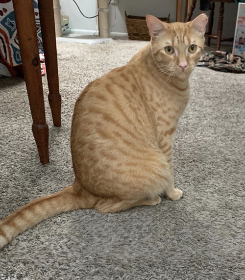 Sampson
