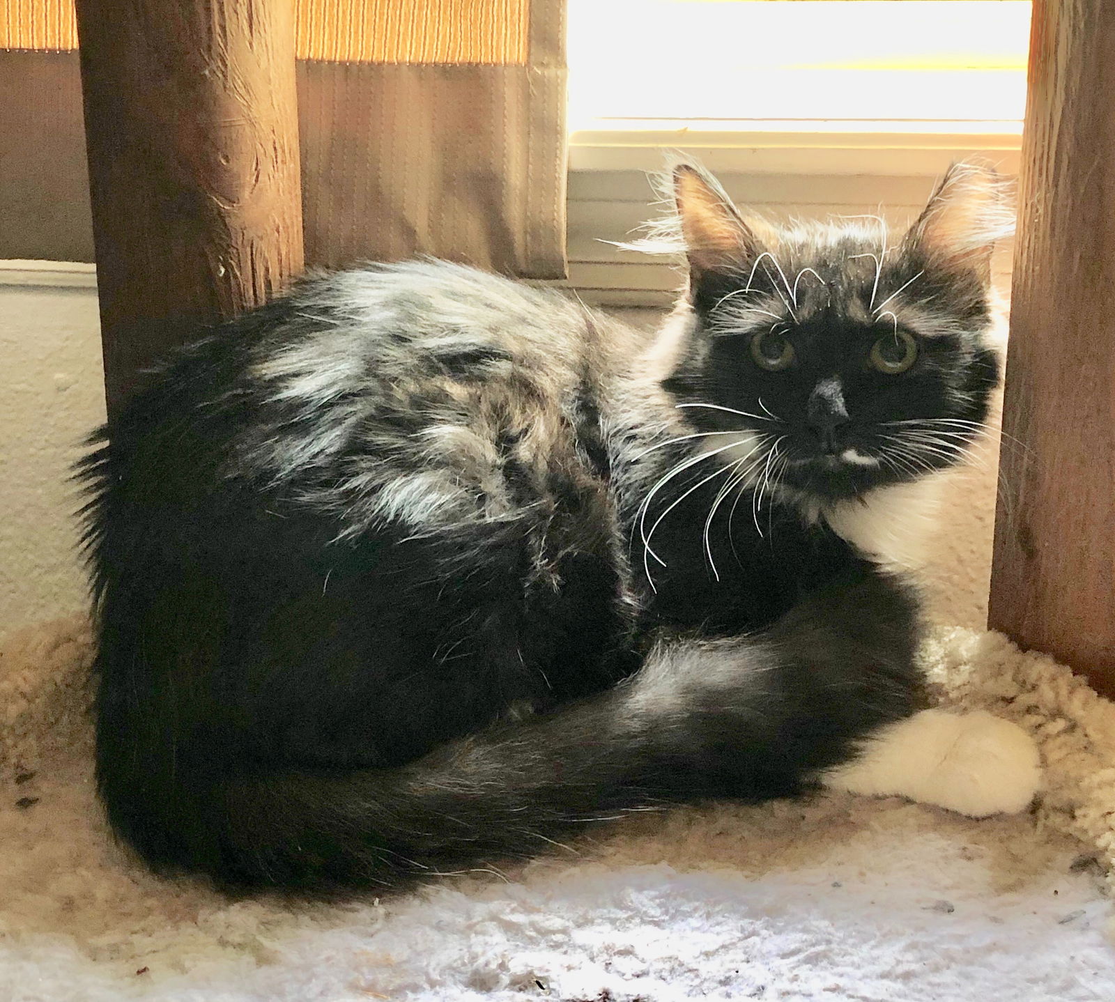 Long haired black and best sale white kitten