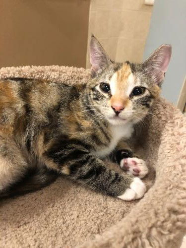 Echo the Calico Kitten