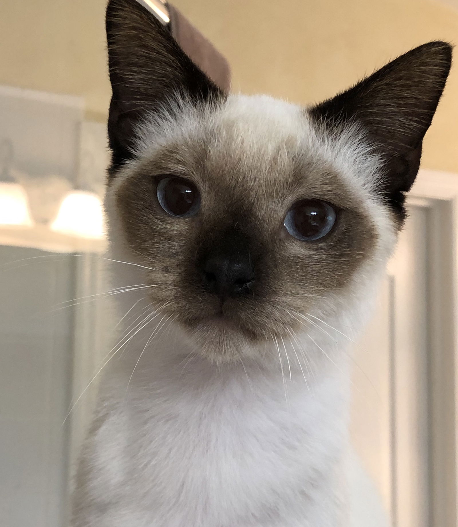 Siamese store manx kittens