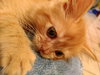 May-O-Dee the Tiny Sweetheart