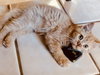 May-O-Dee the Tiny Sweetheart