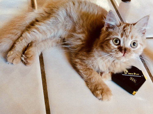 May-O-Dee the Tiny Sweetheart