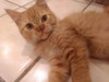 May-O-Dee the Tiny Sweetheart