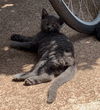 Pearl the Russian Blue Mix Kitten