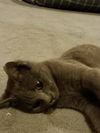 Pearl the Russian Blue Mix Kitten