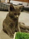 Pearl the Russian Blue Mix Kitten
