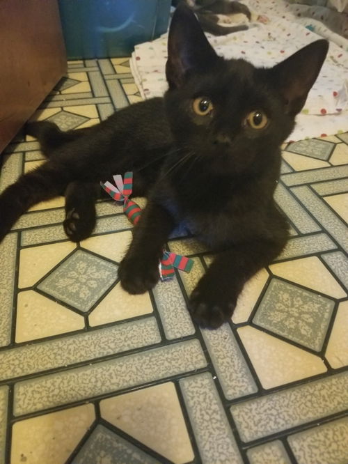 Onyx the Sleek Black Kitten