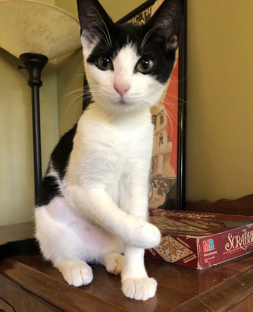 Penny