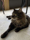 Milo