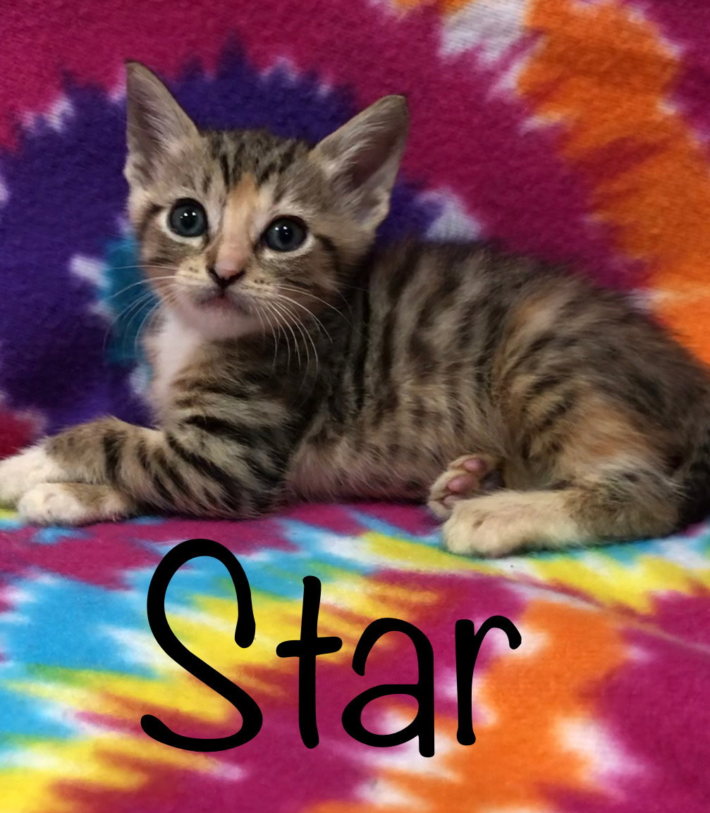 Star, photo 2