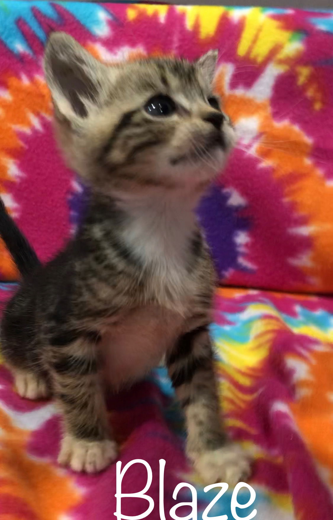 Baby kittens for store sale at petsmart