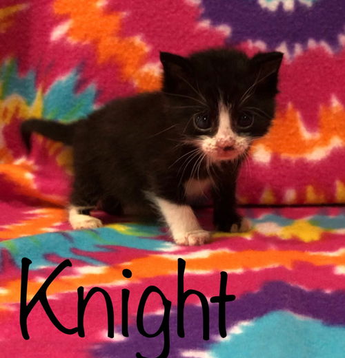 Knight