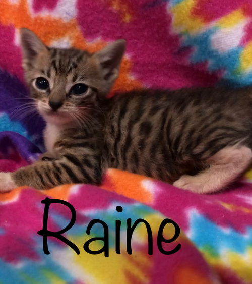 Raine