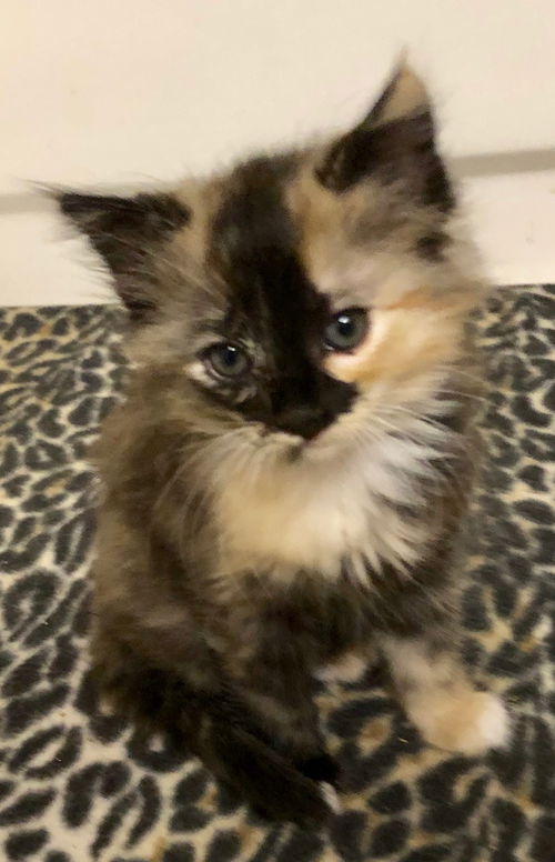 Kira
