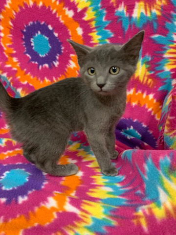 Gracie the Russian Blue Mix Kitten