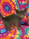 Gracie the Russian Blue Mix Kitten