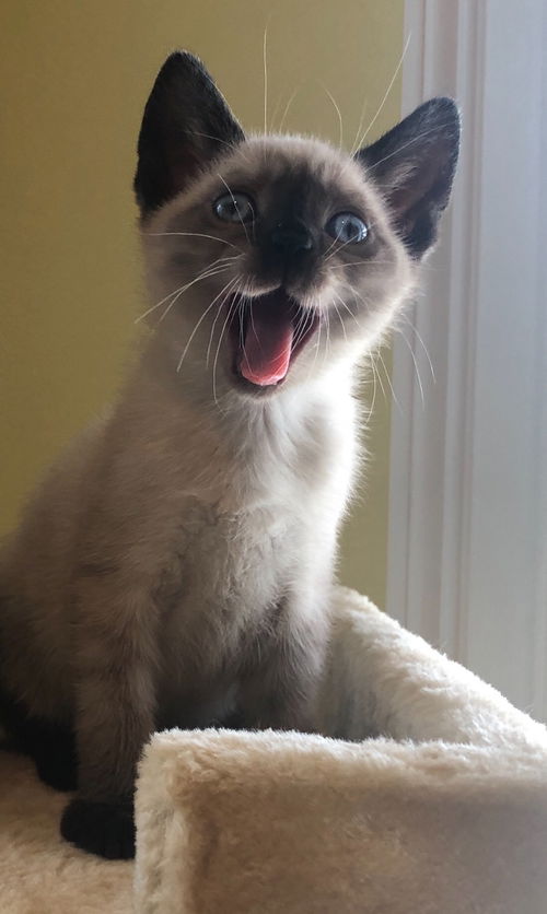 Bella