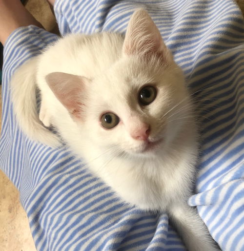 Khaleesi