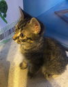 Toby the Sweet Tabby