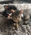 Toby the Sweet Tabby