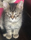 Toby the Sweet Tabby