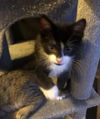 Tux the Handsome Tuxedo