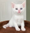 Polly the Beautiful White Kitten