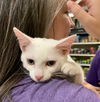 Polly the Beautiful White Kitten