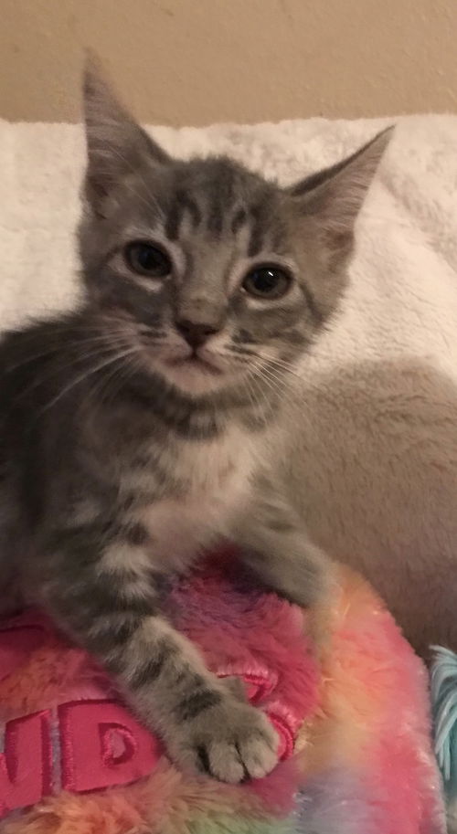 Klaus
