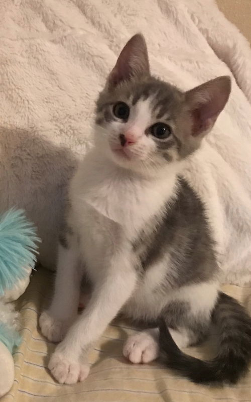 Kuddles