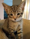 Jake the Brown Tabby Baby