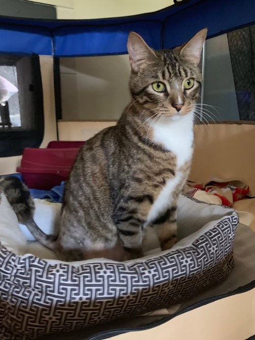 Prince the Regal Three Legged Tabby