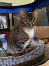 Prince the Regal Three Legged Tabby