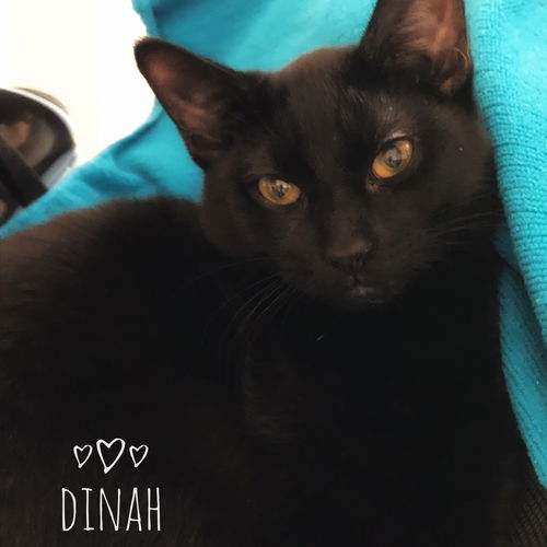 Dinah