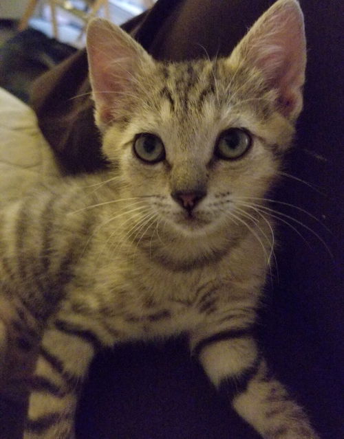 Jimmi
