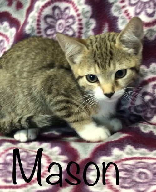 Mason
