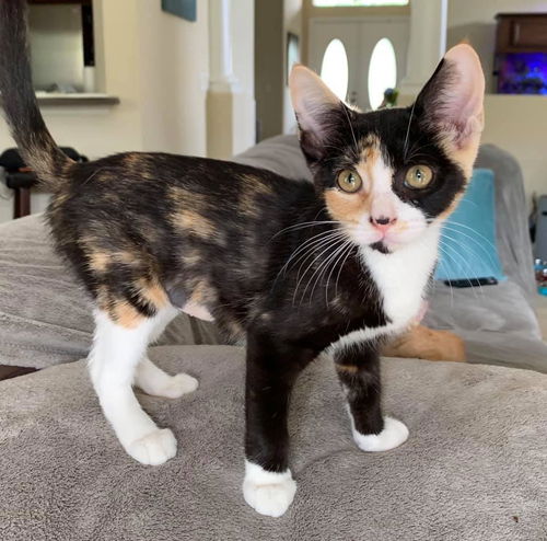 Ella the Magnificent Calico Kitten